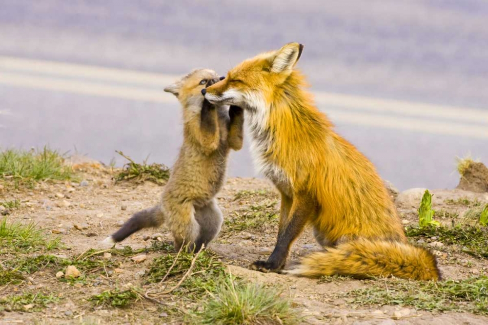 CO, Breckenridge Red fox mother with playful kit art print by Fred Lord for $57.95 CAD